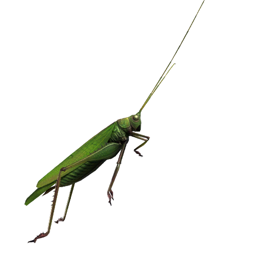 蚱蜢